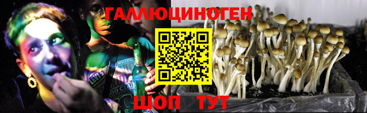 Галлюциногенные грибы GOLDEN TEACHER Бор